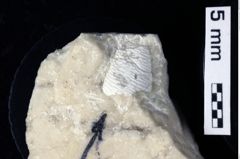 Foto (Detailansicht) von Discutiolira moesica (Muţiu & Bădăluţă, 1971) (NHMW-GEO-1990-0041-0294)